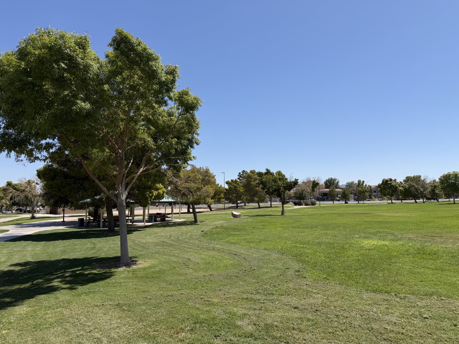 Mature shade trees over open irrigated turf at Desert Bloom Park in Southeast Las Vegas